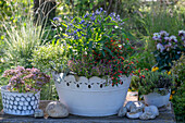 Blechwanne bepflanzt mit Bartblume (Caryopteris), Zigarettenblümchen (Cuphea ignea), Fächerblume (Scaevola), weißem Bubikopf (Soleirolia soleirolii) und Wollziest (Stachys byzantina). Daneben im Topf Thymian (Thymus) und Fetthene (Sedum)