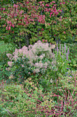 Anisysop, Perückenstrauch, Sumpf-Wolfsmilch (Euphorbia palustris 'Walenburg's Glorie') und Pfaffenhütchen
