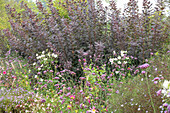 Smoke bush (Cotinus,) windflower (Anemone hupehensis), vervain (Verbena bonariensis) und Symphyotrichum