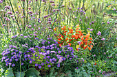 Kissen-Aster (Aster dumosus 'Blue Lapis'), Lampionblume und patagonisches Eisenkraut (Verbena bonariensis)