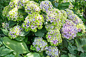Bauernhortensie (Hydrangea macrophylla)