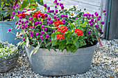 Globe amaranth (Gomphrena) and zinnias in zinc tub
