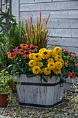 Roter Scheinsonnenhut (Echinacea purpurea), Sonnenauge (Heliopsis scabra 'Goldgrünherz'), Fleißiges Lieschen (Impatiens walleriana) und japanisches Blutgras (Hakonechloa macra 'Red Baron') im Holzkübel