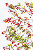 Gemeine Berberitze (Berberis vulgaris) mit roten Früchten auf weißem Hintergrund