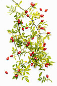 Branch of the dog rose (Rosa canina) with red rose hips