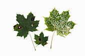 Blätter des Spitzahorn (Acer platanoides) mit Teerfleckenkrankheit und echtem Mehltau