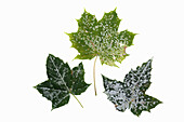 Drei Spitzahornblätter (Acer platanoides) mit Echtem Mehltau auf weißem Hintergrund