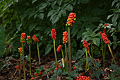 Italienischer Aronstab (Arum italicum) im Herbstgarten