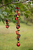 Vogelfutter-Girlande aus Hagebutten, Äpfeln und Schlehen am Baum