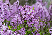 Flieder (Syringa) in voller Blüte