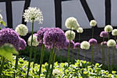 Zierlauch (Allium) in Weiß und Lila vor Fachwerkwand