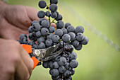 Close up vineyard worker with pruning shears cutting into a bunch of ripe blue grapes