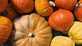 Close up view from above variety of small yellow and orange pumpkins