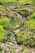 Äthiopien. Amhara. Nord-Gondar. Rote Hot-Poker-Blumen und ein Bach im äthiopischen Hochland.