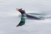 Southern Ocean, Antarctica. A single gentoo penguin pops its head above the silky smooth water.