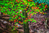 Farbenfrohes Laub, buddhistischer Tofuku-ji-Tempel, Kyoto, Japan. Berühmt für sein Herbstlaub.