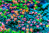 Farbenfrohes Laub, buddhistischer Tofuku-ji-Tempel, Kyoto, Japan. Berühmt für sein Herbstlaub.