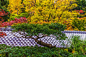 Farbenfrohes Laub, buddhistischer Tofuku-ji-Tempel, Kyoto, Japan. Berühmt für sein Herbstlaub.