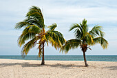 Ancon beach, Cuba. Two palm trees on the shoreline of Ancon beach, Cuba.