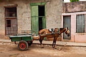 Trinidad, Cuba. An old horse in the streets of Trinidad.