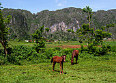 Cuba. Horses graze near a tobacco field in Cuba.