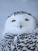 Finnland, Ranua Wildlife Park. Schneeeule im Winter.