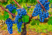Greve in Chianti, Tuscany, Italy. Sangiovese grapes, main ingredient in Chianti wine.