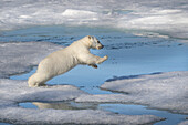 Norway, Svalbard. Polar bear cub jumping across water on pack ice.