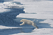 Norway, Svalbard. Polar bear jumping across water between ice floes.
