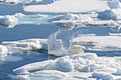 Norway, Svalbard. Polar bear jumping on pack ice in Arctic Ocean.