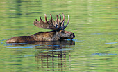 Elchbulle nutzt einen kleinen Teich zur Abkühlung und zum Grasen in den Rocky Mountains von Colorado