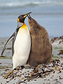 King penguin feeding of a chick in the Falkland Islands in the South Atlantic, Saunders Island.