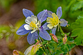 USA, Wyoming, Snowy Range. Blaue Akelei Blume.