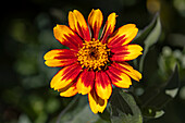 USA, Colorado, Fort Collins. Gaillardia Blume Nahaufnahme.