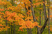USA, Michigan, Ottawa National Forest. Scenic of maple leaves in autumn.