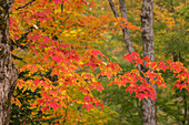 USA, Michigan, Ottawa National Forest. Close-up of maple leaves in autumn.