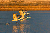Sandhügelkraniche beim Abflug im Morgengrauen. Bosque del Apache National Wildlife Refuge, New Mexico