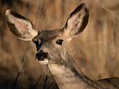 Neugieriges Maultierhirsch-Rind, Bosque del Apache National Wildlife Refuge, New Mexico