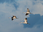 Sandhügelkraniche im Flug, Bernardo Wildlife Area, New Mexico
