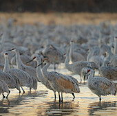 Sandhügelkranich-Rastteich bei Sonnenaufgang, Bernardo Wildlife Area, New Mexico