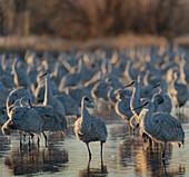 Sandhügelkraniche auf einem Teich bei Sonnenaufgang, Bernardo Wildlife Area, New Mexico