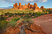 Schmalblättrige Yucca, Abschnitt The Windows, Arches National Park, Utah, USA.