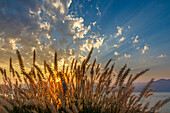 USA, Washington State, Seabeck. Ornamental  grasses at sunset.