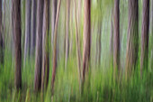 USA, Bundesstaat Washington, Seabeck. Wald abstrakt.