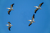 Ridgefield National Wildlife Refuge, Washington State. Schwarm amerikanischer weißer Pelikane im Flug