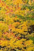 USA, Wisconsin, Chequamegon-Nicolet National Forest. Autumn-colored maple trees in forest.