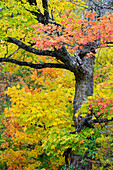 USA, Wisconsin, Chequamegon-Nicolet National Forest. Autumn-colored maple trees in forest.