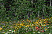 USA, Wyoming. Meadow with wildflowers and aspen trees, west side of Tetons.