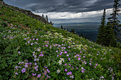USA, Wyoming. Field of columbine, geranium, cow parsnip and view of Teton Valley.
