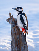 Finland, Oulanka. Great spotted woodpecker during winter near Oulanka National Park.